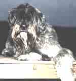 Axa en Bouvier des Flandres