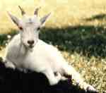 Bockkilling